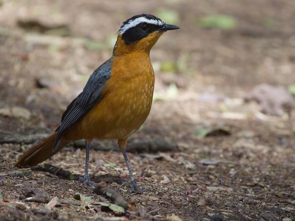 <h3><a href="/trips/tanzania/biota/animalia/chordata/aves/040 passeriformes/108 muscicapidae/cossypha heuglini/cossypha heuglini-nl.html">Cossypha&nbsp;heuglini</a> / White‑browed&nbsp;robin‑chat / Witbrauwlawaaimaker</h3>OM-1 Mark II met OLYMPUS M.150-400mm F4.5 TC, 1/2000 sec  bij F5.6, ISO 2500, afstand 8.78&nbsp;m